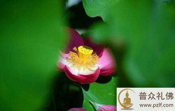 为了健康长寿而杀生，反而会适得其反