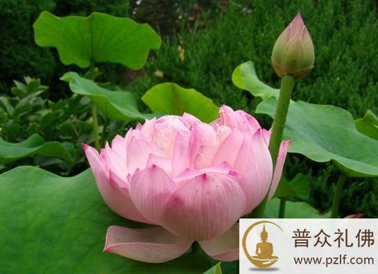 勤转念,证菩提 -- 善于修这颗心