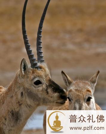 从此这个猎人在藏北草原上消失了