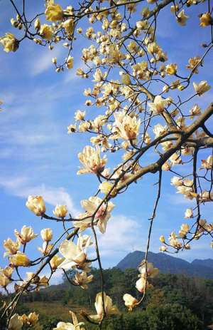 圆瑛法师：若欲修行大乘广度众