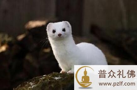 万物有灵 动物亦有尊严 \