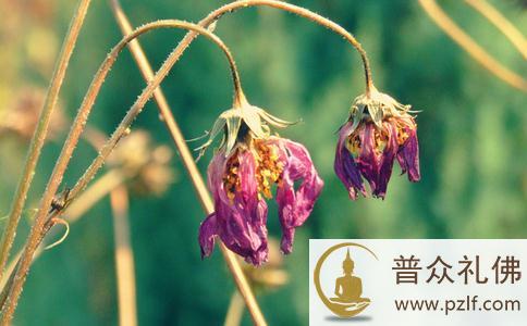 为什么有些人学佛，家庭却不和睦？