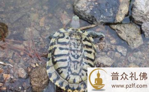 一个曾经在社会上混的痞子,放生一只乌龟后生活发生翻天覆地变化 一个曾经在社会上混的痞子,放生一只乌龟后生活发生翻天覆地变化