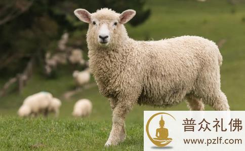 为贪口腹之欲犯欺骗与杀生,死后堕入畜生道 为贪口腹之欲犯欺骗与杀生,死后堕入畜生道