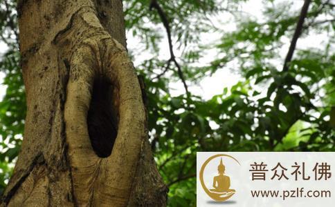 传说中治百病的“神树” 传说中治百病的“神树”