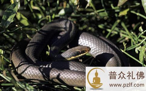 冤冤相报何时了:阿宝与蛇的冤仇 冤冤相报何时了:阿宝与蛇的冤仇