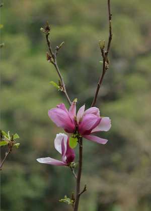 宗密大师简介