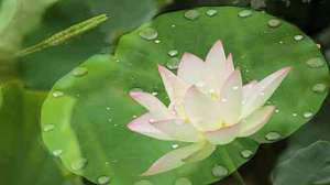 岩中宴坐花雨缤纷