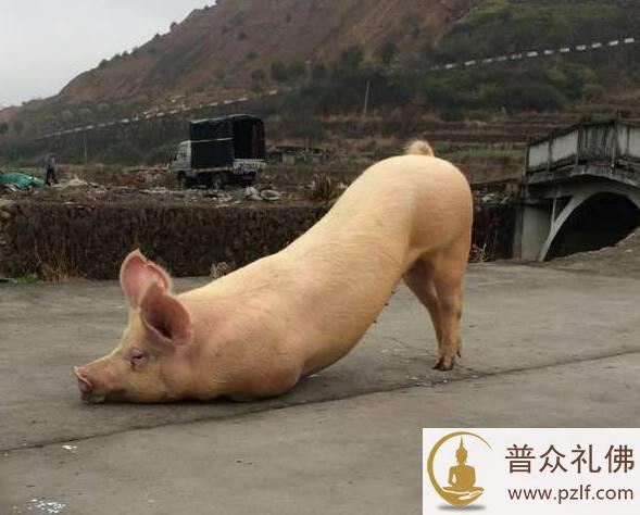 跪拜猪